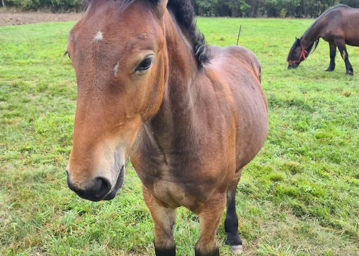 Agroturystyka Wrecza *